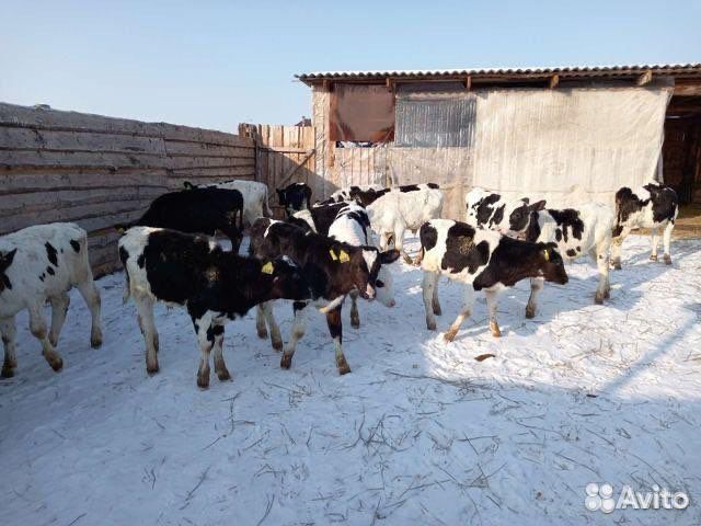 Бычки и телята мясного направления