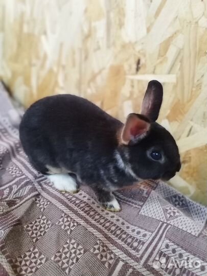 Кролик карликовый Рекс настоящий