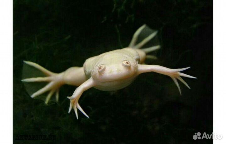 Аквариумные лягушки