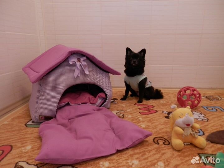 Загородный комфортабельный отель для собак