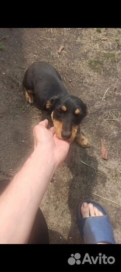 Отдам симпатягу