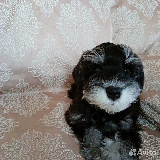 Цвергшнуцер щенки