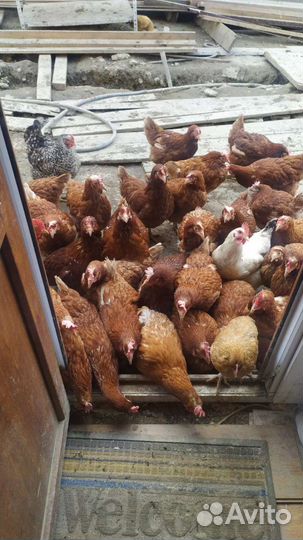 Куры несушки