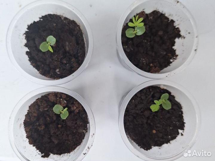 Мимоза стыдливая