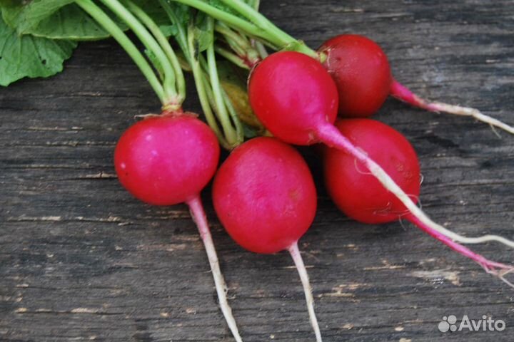 Семена редиса