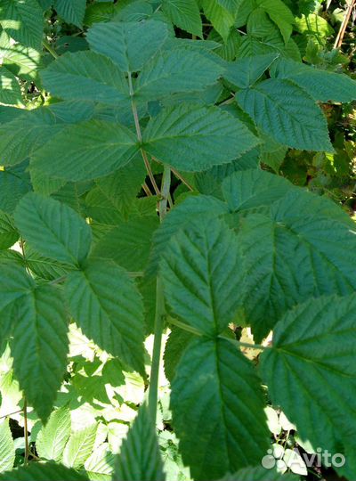 Саженцы малины