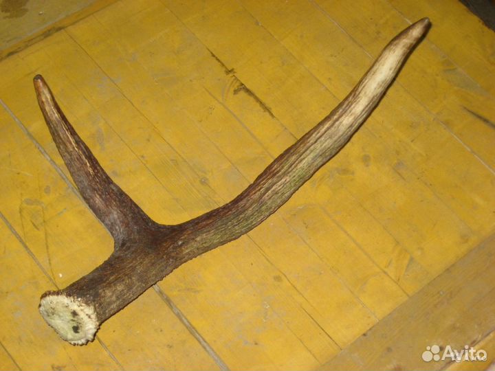 Рог лося для инсталляции или поделок