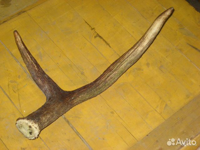 Рог лося для инсталляции или поделок