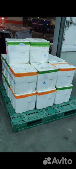 Красная икра 2023