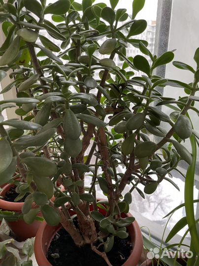 Крассула толстянка