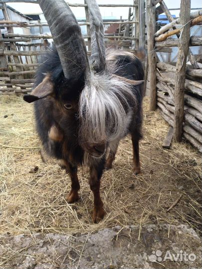Козел на племя
