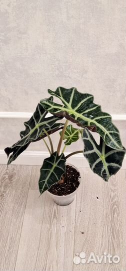 Алоказия Полли