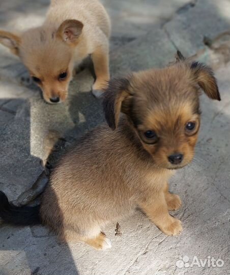 Собака в добрые руки отдам бесплатно