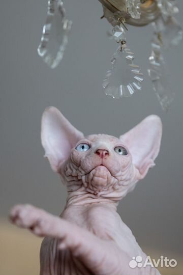 Канадский сфинкс котята