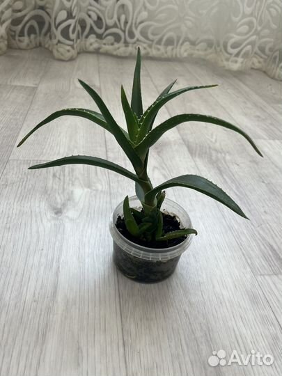 Алоэ лечебный