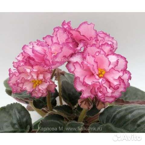 Листики фиалки