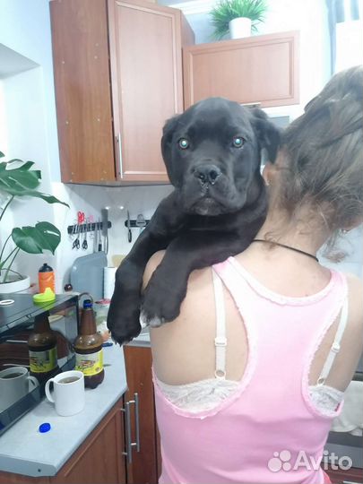 Щенки кане корсо