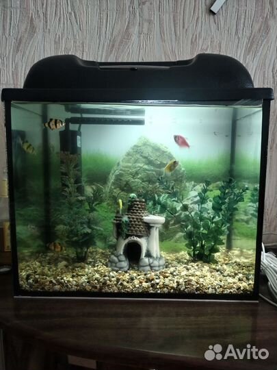 Аквариум 25л с рыбками и всем содержимым