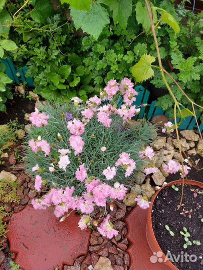 Гвоздика бордюрная, Эхинацея,аквилегия