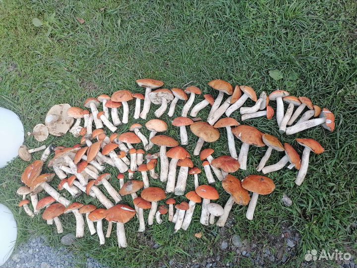 Подосиновики