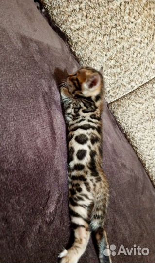 Бенгальские котята