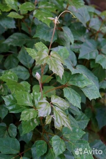 Циссус березка