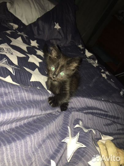 Кошка в дар бесплатно