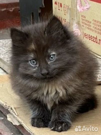 Сибирская кошка