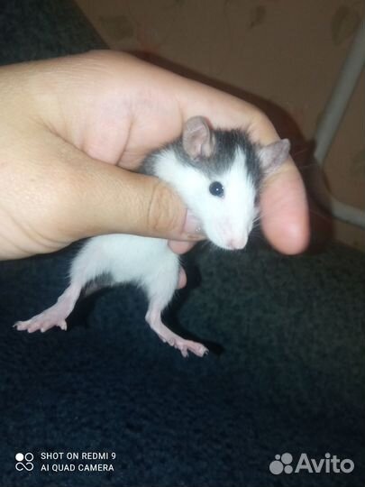 Продаю крысят