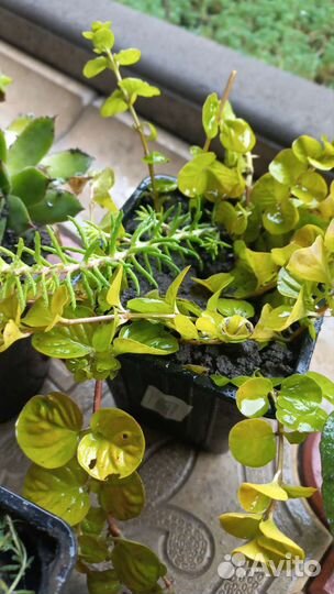 Роза каменная (молодило),очиток,живучка