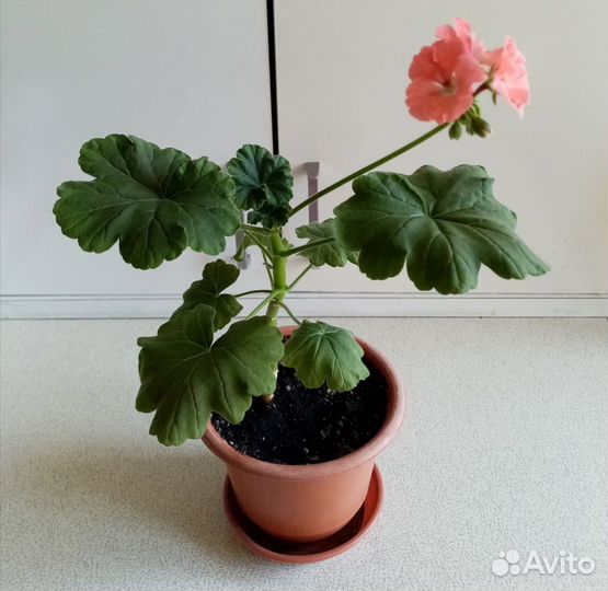 Пеларгония (герань)