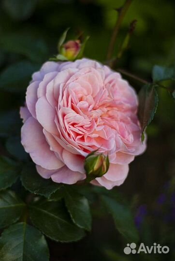 Саженцы розы Зангерхаузен Юбиляумсрозе