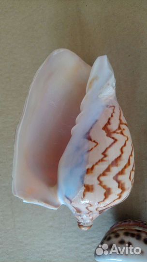 Морская ракушка