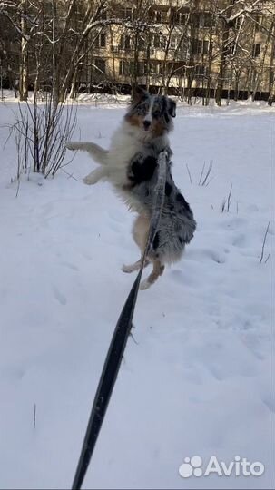 Услуги кинолога,выгул