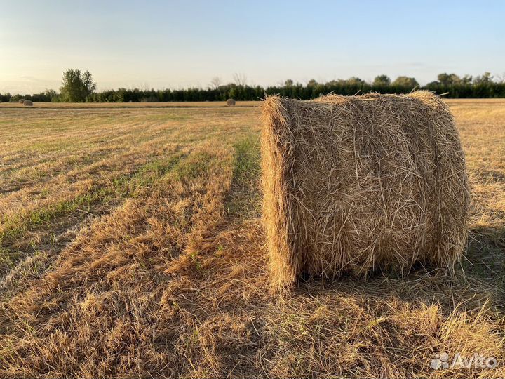 Сено