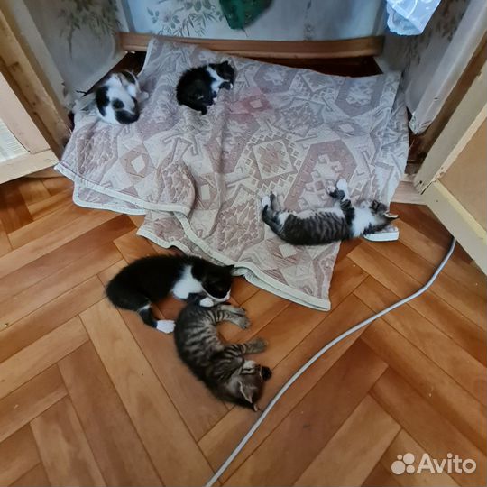 Котята в добрые руки