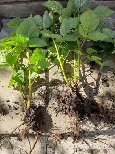 Малина ремонтантная