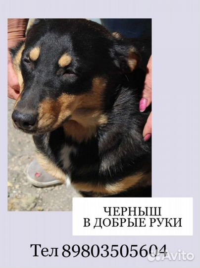 Черныш ищет семью
