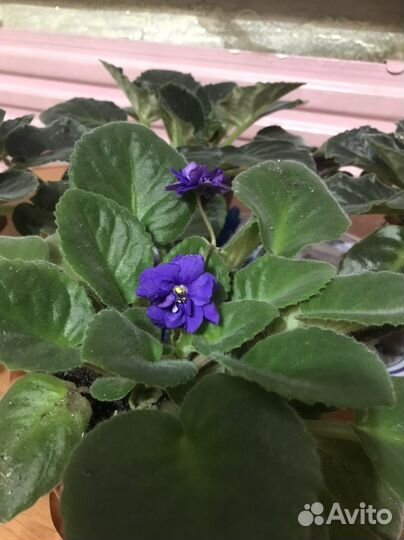 Фиалка в горшках