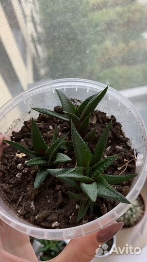 Суккуленты хавортия