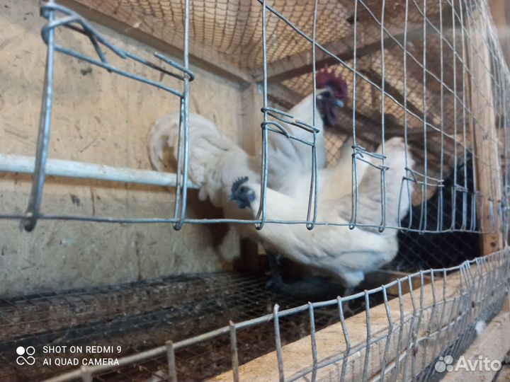 Куры петухи