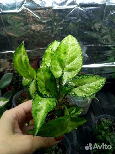 Комнатные растения