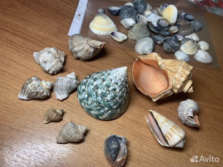 Ракушки для аквариума