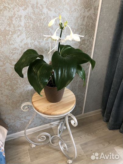 Цветок взрослый с горшком