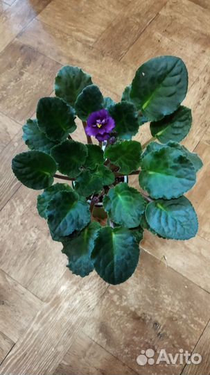 Цветущие фиалки