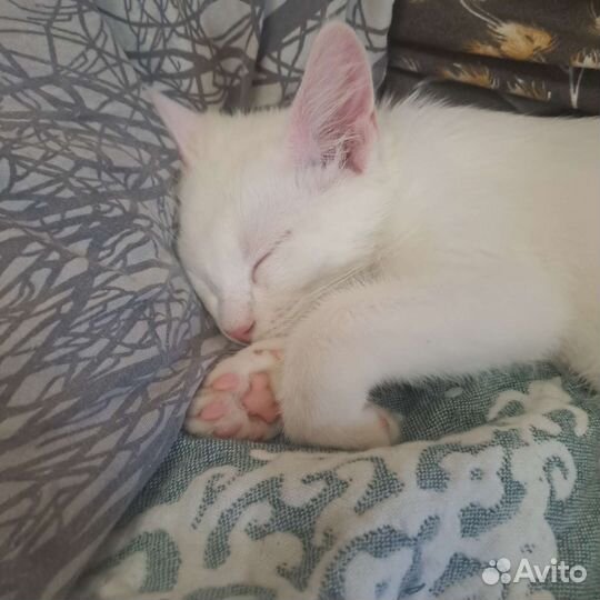 Котик беленький