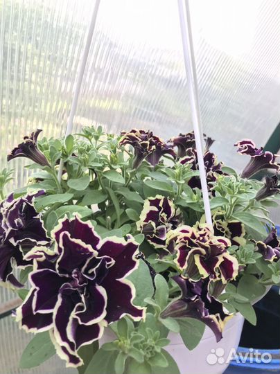 Кашпо с ампельной петунией