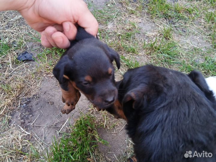 Щенки ягдтерьера