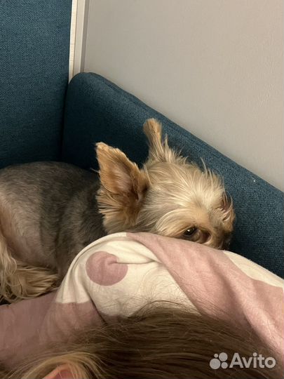 Йоркширский терьер вязка