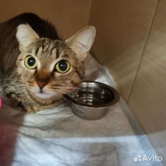 Кошечка в добрые руки
